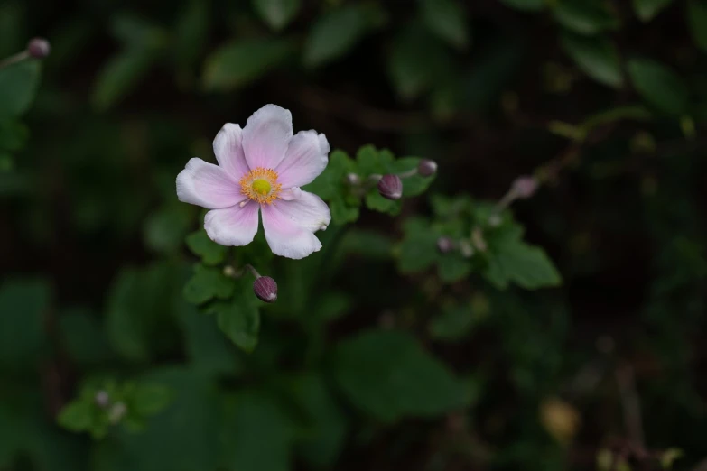 a single pink flower with green leaves in the background, by Robert Brackman, hurufiyya, anemones, patchy flowers, jinyiwei, early evening