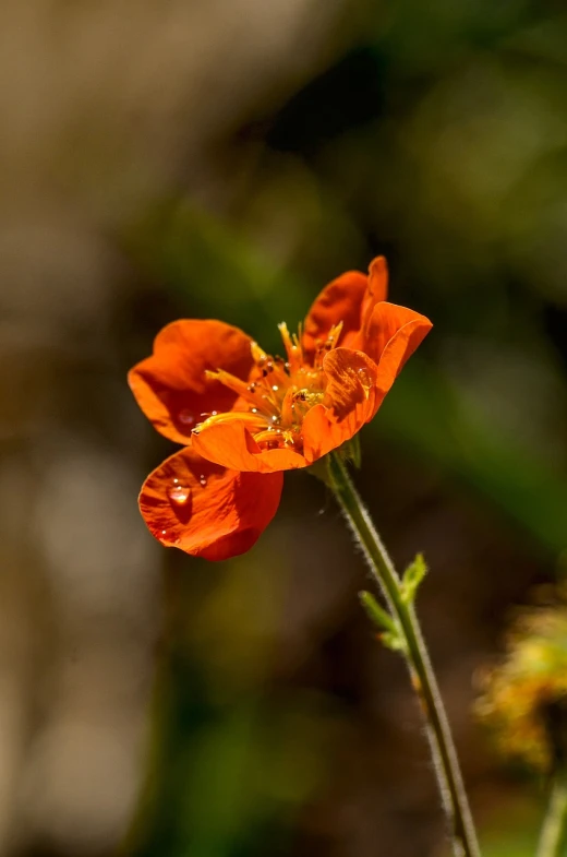 a close up of a flower with a blurry background, by Arnie Swekel, clathrus - ruber, orange color, new mexico, very sparse detail