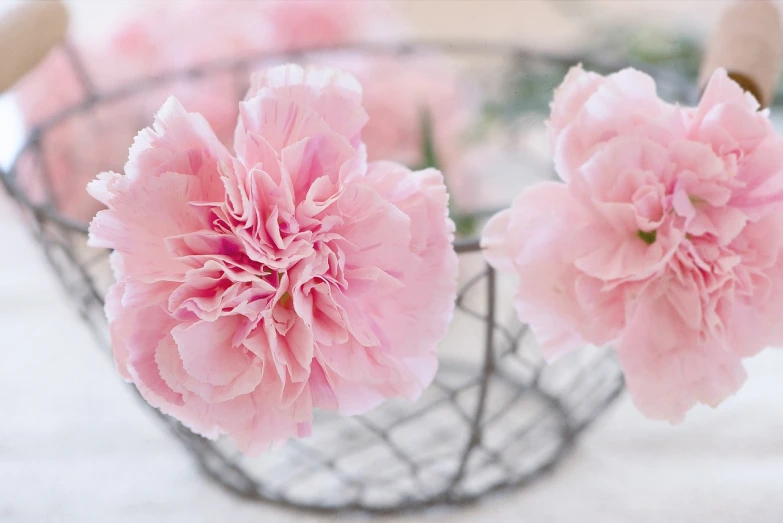 a basket filled with pink flowers on top of a table, a pastel, by Maeda Masao, flickr, giant carnation flower head, fine simple delicate structure, close up shots, pink arches