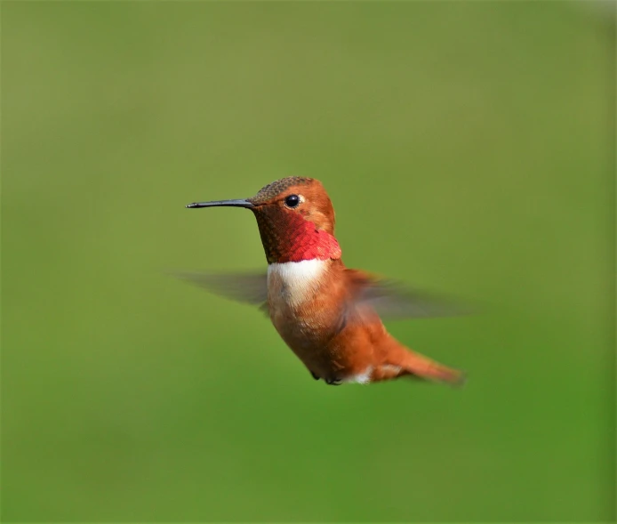 a hummingbird in flight with a green background, by Dave Melvin, red head, 1 0 8 0 p, reddish - brown, portrait of small