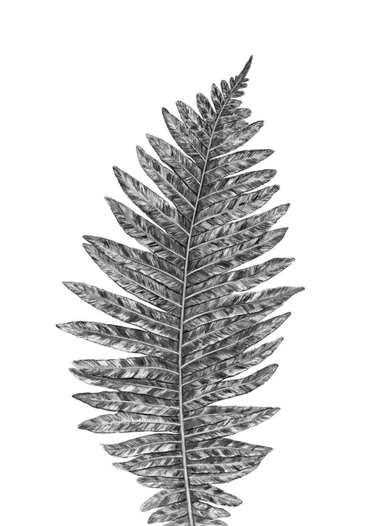 a black and white photo of a fern leaf, an engraving, by Caroline Lucy Scott, fine art, detailed 2d illustration, tall, sharp high detail illustration, simple illustration