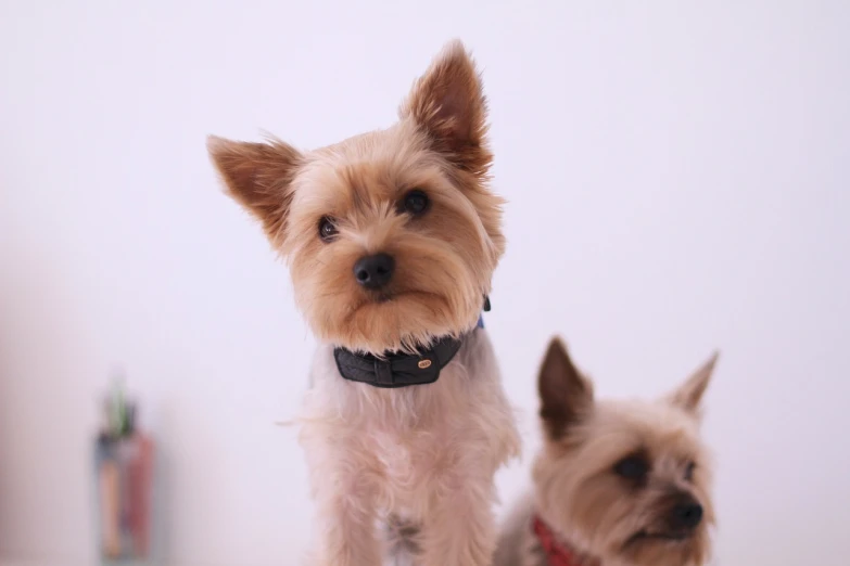 a couple of small dogs standing next to each other, a picture, by Emma Andijewska, pexels, minimalism, wearing detailed leather collar, yorkshire terrier, video still, lovingly looking at camera