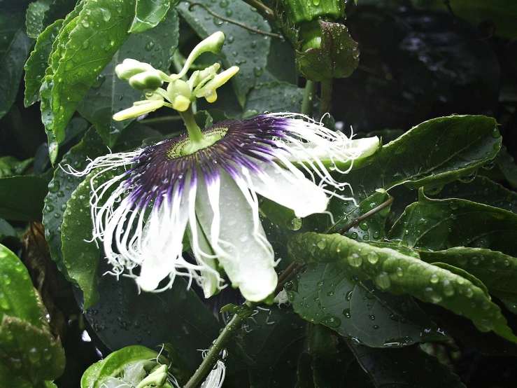 a close up of a flower on a tree, by Jim Nelson, flickr, hurufiyya, passion fruits, in the rain in the early evening, with black vines, with a long white