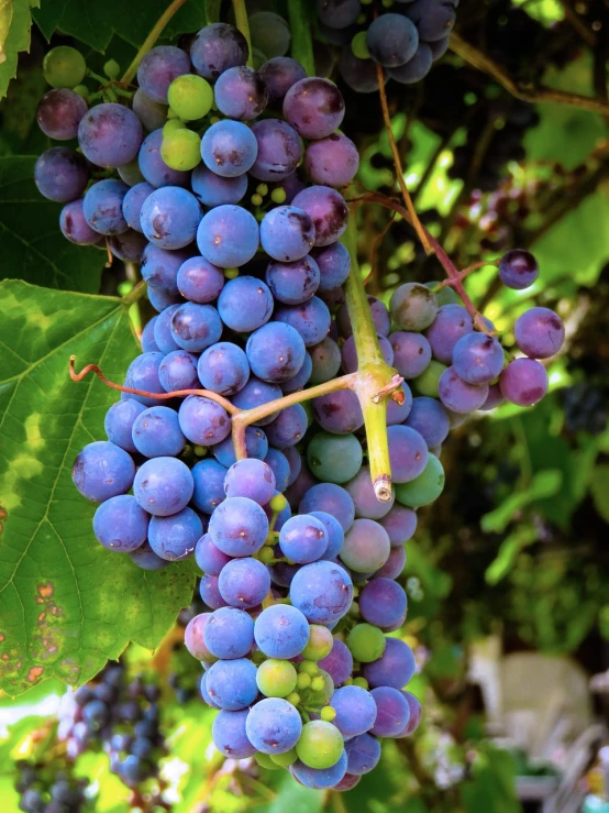 a bunch of blue grapes hanging from a tree, a portrait, by Jan Rustem, pexels, photorealism, mauve and cinnabar and cyan, closeup 4k, 1 6 x 1 6, central california