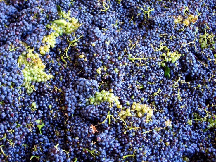 a close up of a bunch of grapes, flickr, process art, bird's view, digging, grain”, cellar