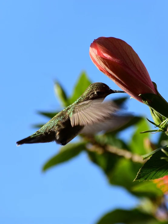 a hummingbird in flight next to a flower, by Dave Melvin, low - angle shot from behind, perfect crisp sunlight, trimmed with a white stripe, looking from side!