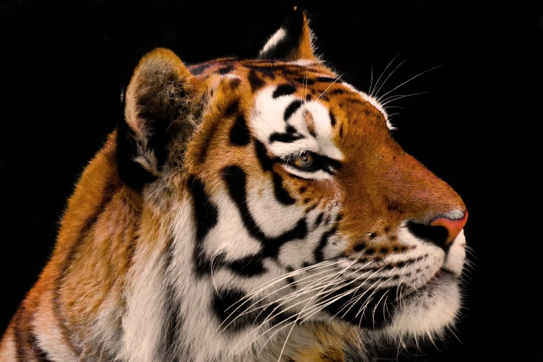 a close up of a tiger's face on a black background, by Dietmar Damerau, flickr, sumatraism, side-view. highly detailed, innocent look. rich vivid colors, view from the side”, kodak photo