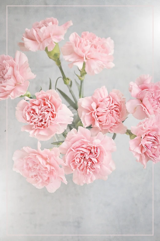 a bunch of pink carnations in a vase, a pastel, pexels, romanticism, avatar image, cutecore, aleksandra waliszewska, soft and intricate