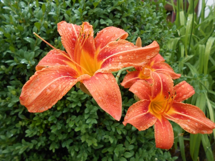 a couple of orange flowers sitting on top of a lush green field, lily flower, glossy flecks of iridescence, on a rainy day, michael angelo