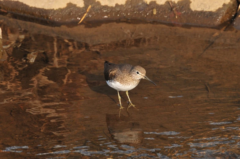 a bird that is standing in some water, by David Budd, flickr, hurufiyya, gilt-leaf winnower, large antennae, pot-bellied, rim lit