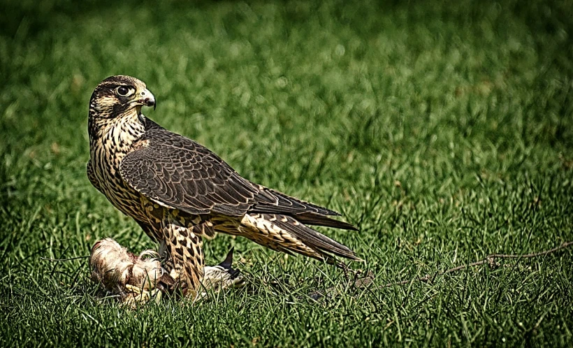 a bird that is standing in the grass, a portrait, by Juergen von Huendeberg, pixabay, fine art, falcon, with chicks, sitting on the ground, high detail and high contrast