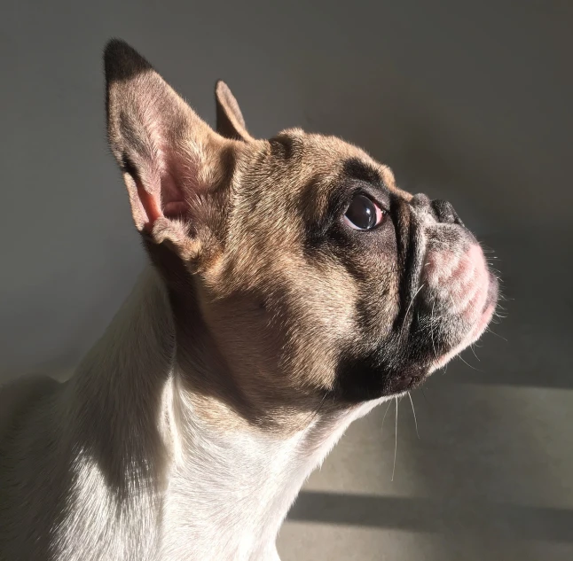 a close up of a dog looking up, by Robert Zünd, pexels, photorealism, french bulldog, light lighting side view, profile posing, with backdrop of natural light