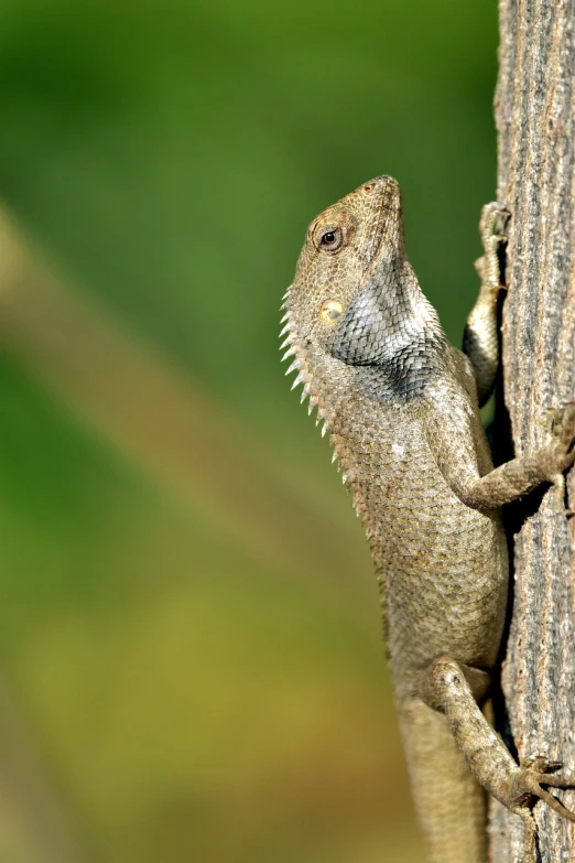 a lizard climbing up the side of a tree, by Jacek Sempoliński, pixabay, sumatraism, european four-legged dragon, scratching post, 1 8 7 7, wallpaper background