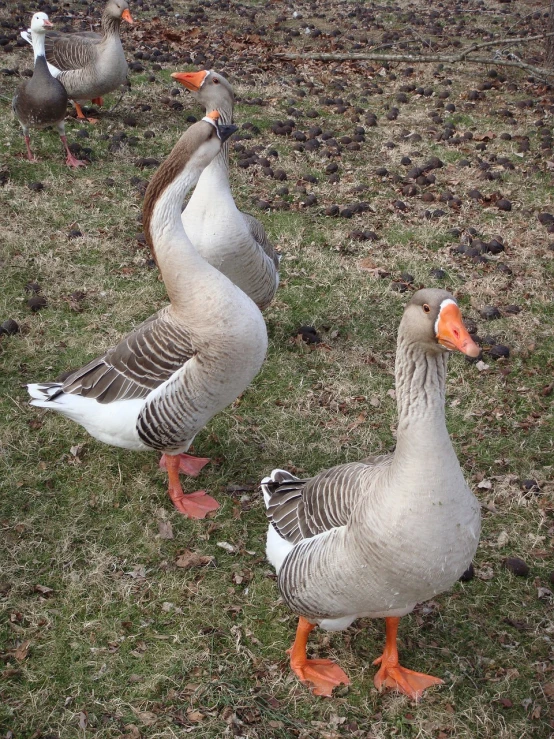 a group of ducks standing on top of a grass covered field, a portrait, flickr, cute goose, 3 heads, grey, from wheaton illinois