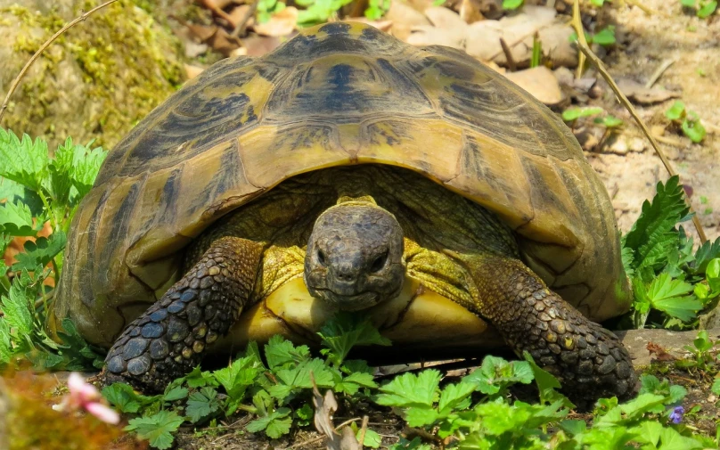 a turtle that is laying down in the grass, a portrait, by Maksimilijan Vanka, pixabay contest winner, hurufiyya, maus in forest, yellowed with age, green skin with scales, fully symmetrical