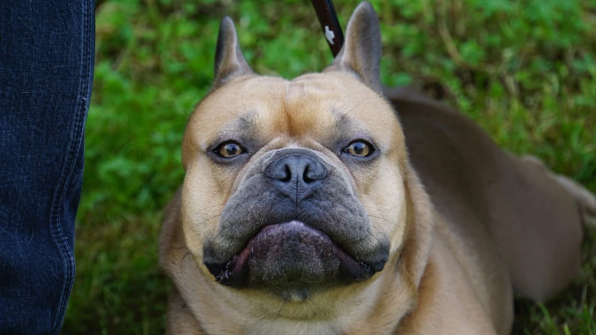 a close up of a dog on a leash, by Maksimilijan Vanka, flickr, renaissance, symmetry!! portrait of akuma, beefy, stern face, smooth symmetrical chin