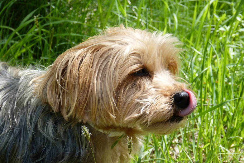 a dog that is standing in the grass, a photo, by Edward Corbett, pixabay, photorealism, tiny cute nose, yorkshire terrier, having fun in the sun, mouth in the bark