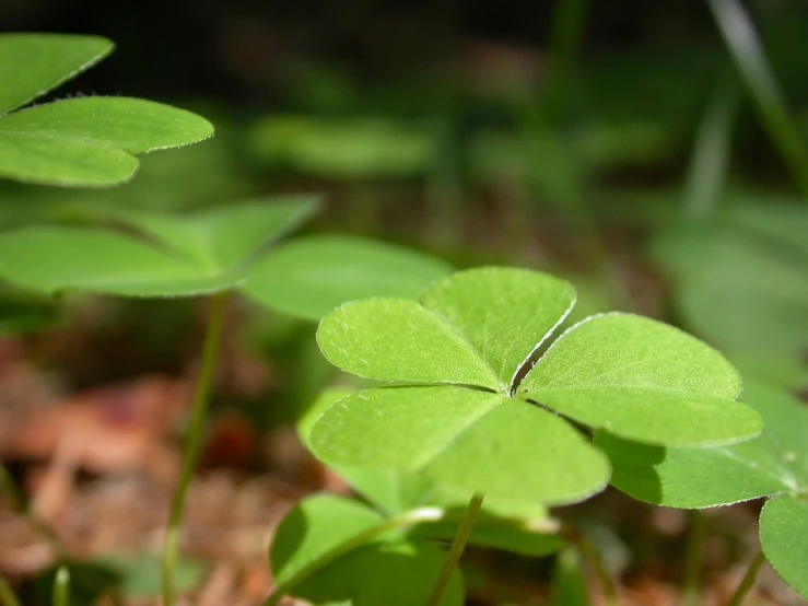 a close up of a four leaf clover, by Andrew Domachowski, pixabay, letterboxing, leaves in foreground, istockphoto, vertical wallpaper