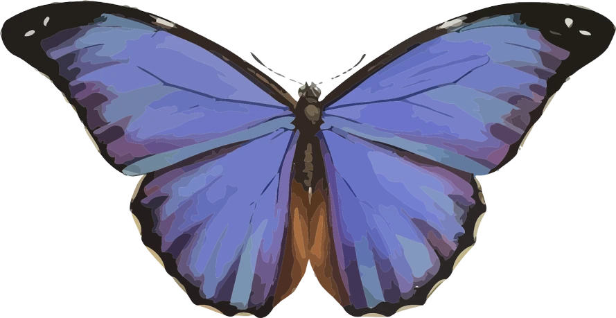 a close up of a butterfly on a white background, an illustration of, by David Budd, pixabay, hurufiyya, blueish, centered full body rear-shot, detailed vector, violet polsangi