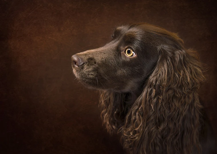 a close up of a dog with a brown background, by Brian Thomas, england, beautiful lady, fine detail post processing, highly realistic photograph
