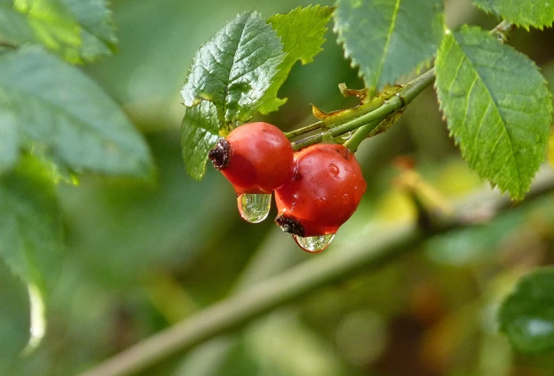 a close up of two red berries on a branch, by Jan Rustem, pixabay, romanticism, trickling water, nothofagus, tears in the rain, rose-brambles