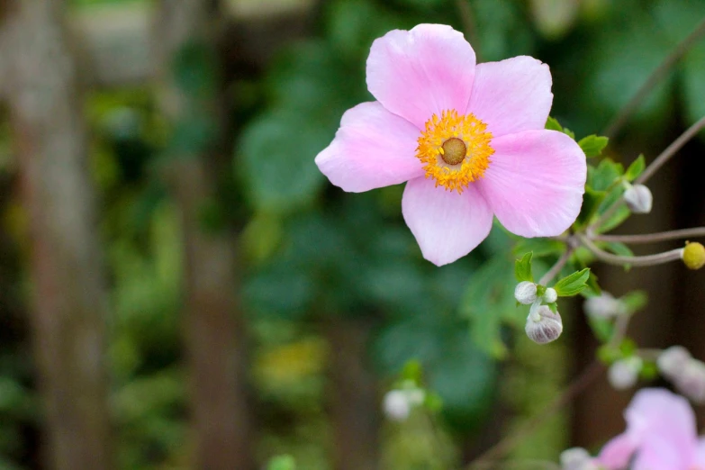 a close up of a pink flower with green leaves in the background, by Tadashige Ono, flickr, arabesque, anemones, with depth of field, japanese related with flowers, rose-brambles