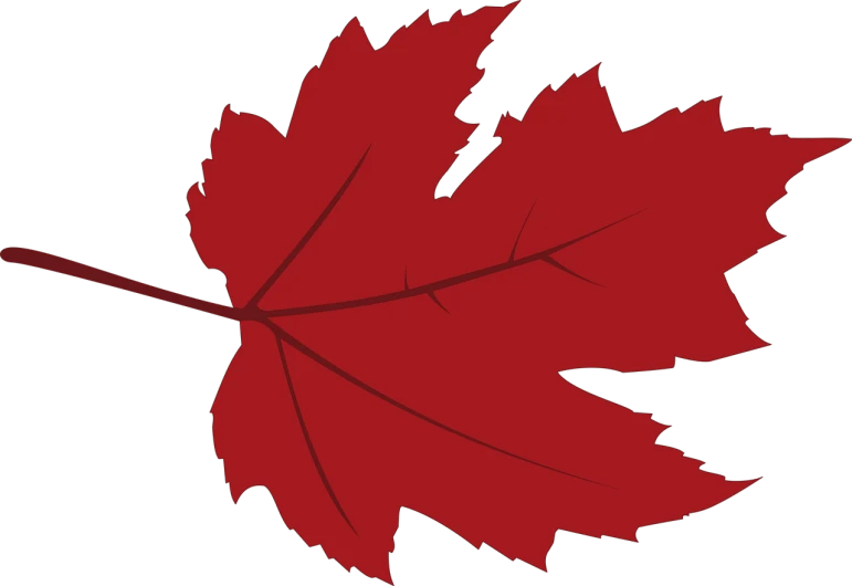 a red maple leaf on a black background, a digital rendering, inspired by Masamitsu Ōta, hurufiyya, cartoonish and simplistic, vine, cascadia, on clear background