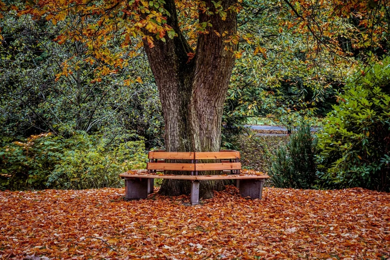a wooden bench sitting under a tree in a park, by senior artist, pexels, orange and brown leaves for hair, paul barson, throne, victor einrich