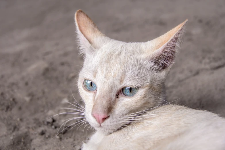 a white cat with blue eyes laying on the ground, by Jan Tengnagel, shutterstock, photorealism, hairless, covered in dust, long pointy ears, photo taken with canon 5d