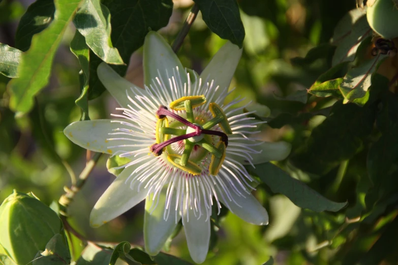 a close up of a flower on a tree, hurufiyya, passion flower, porcelain, mint, a wide full shot