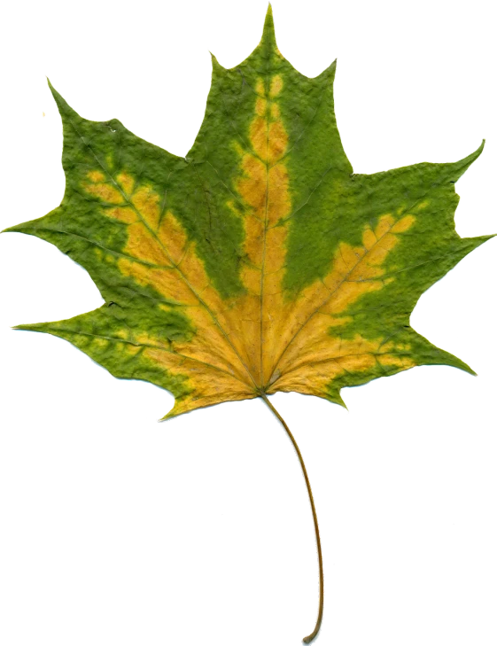 a close up of a leaf on a white background, a photo, pixabay, hurufiyya, green and yellow colors, canadian maple leaves, scanned 2400 dpi, 2 0 1 0 photo