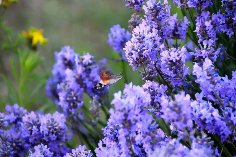 a hummingbird sitting on top of a purple flower, a picture, by Linda Sutton, lilac bushes, sage, high res photo, lobelia