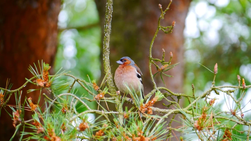 a small bird sitting on top of a tree branch, by Robert Brackman, flickr, draped in fleshy green and pink, with soft bushes, looking the camera, dad