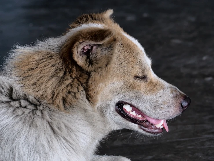 a close up of a dog with it's mouth open, a portrait, by Jan Rustem, flickr, from side, peruvian looking, shaded, sergey krasovskiy