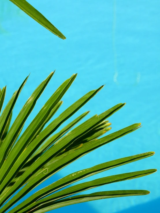 a close up of a palm tree near a pool, a stock photo, by Richard Carline, minimalism, blue and green colours, aquatic plants, holiday season, simple but effective composition