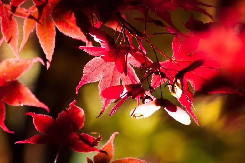 a close up of red leaves on a tree, a picture, by Istvan Banyai, pexels, hurufiyya, glowing with colored light, japanese maples, soft light 4 k in pink, no gradients