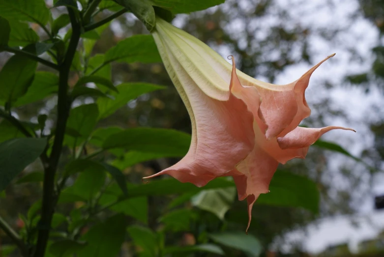a close up of a flower on a plant, by Julian Allen, flickr, hurufiyya, angel's trumpet, wikimedia commons, flowing salmon-colored silk, tamborine