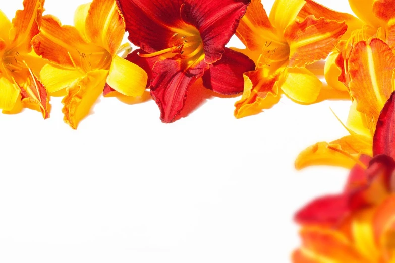 red and yellow flowers against a white background, a picture, by Alexander Fedosav, minimalism, lily petals, banner, wallpaper for monitor, orange and red lighting