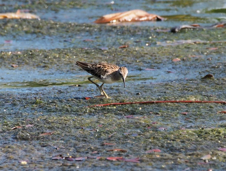 a bird that is standing in the water, moist brown carpet, digging, ruffles, walking to the right