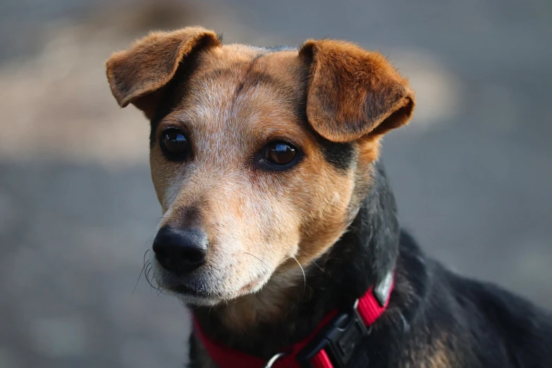 a brown and black dog with a red collar, a portrait, inspired by Elke Vogelsang, pixabay, jack russel terrier, cute ears, photo of head, (((rusty)))