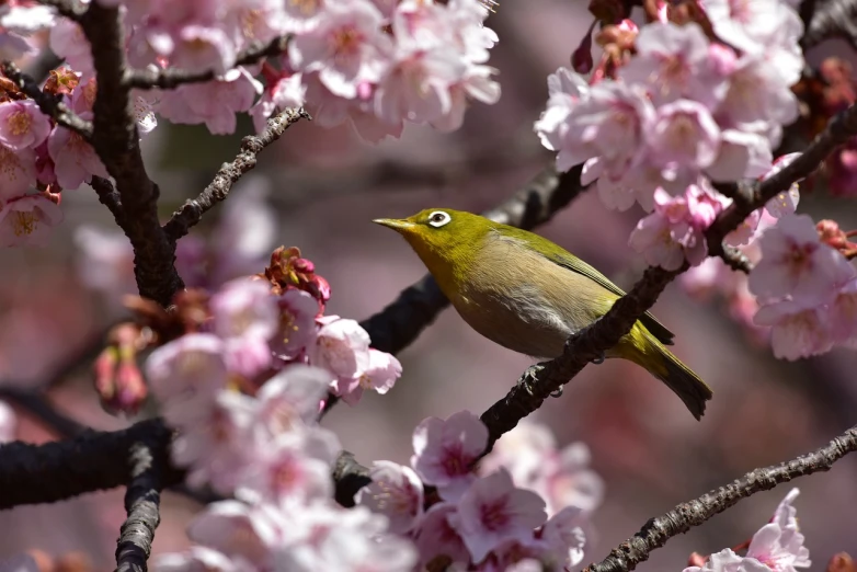 a bird perched on a branch of a cherry tree, by Hiroshi Honda, flickr, green and yellow, pink and yellow, hi resolution, big eye