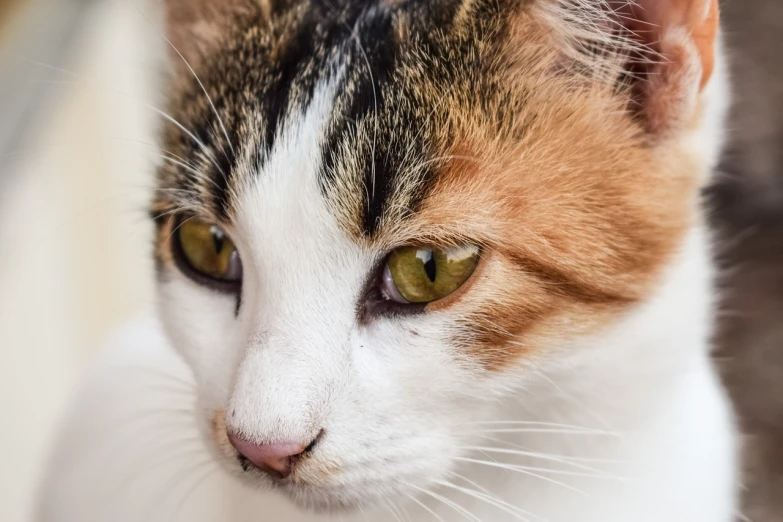a close up of a cat with green eyes, a portrait, calico cat, closeup photo