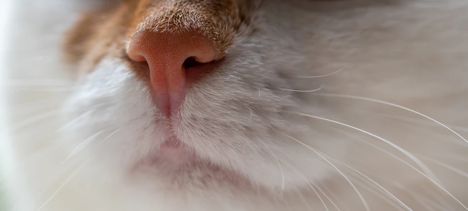 a close up of the nose of a cat, by Jan Rustem, flickr, square nose, smelling good, snub nose, licking