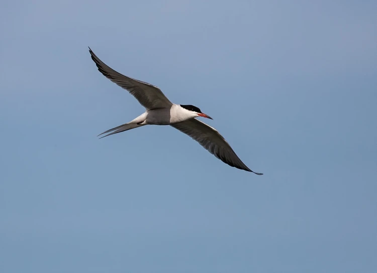 a black and white bird flying through a blue sky, red-eyed, white neck visible, with long thin antennae, with a pointed chin