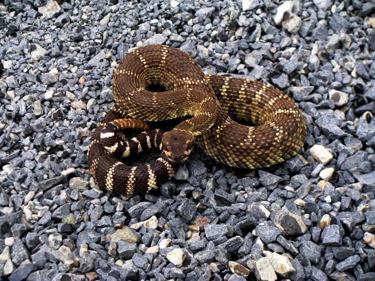 a close up of a snake on a rocky ground, a stipple, by Matthew D. Wilson, flickr, cobra, adult pair of twins, 1 6 x 1 6, sprawling, on sidewalk