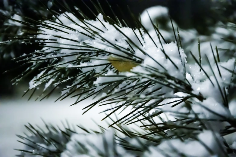 a close up of a pine tree covered in snow, by Jacob Kainen, precisionism, sheltering under a leaf, low dof, closeup photo, illustration