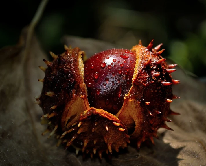 a close up of a fruit on a leaf, a macro photograph, by Jan Rustem, flickr, hurufiyya, chestnut hair, mangosteen, spikes on the body, sichuan