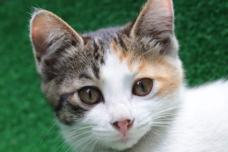 a cat sitting on top of a lush green field, a pastel, by Yi Jaegwan, shutterstock, close-up of face, young cute face, calico, full round face!