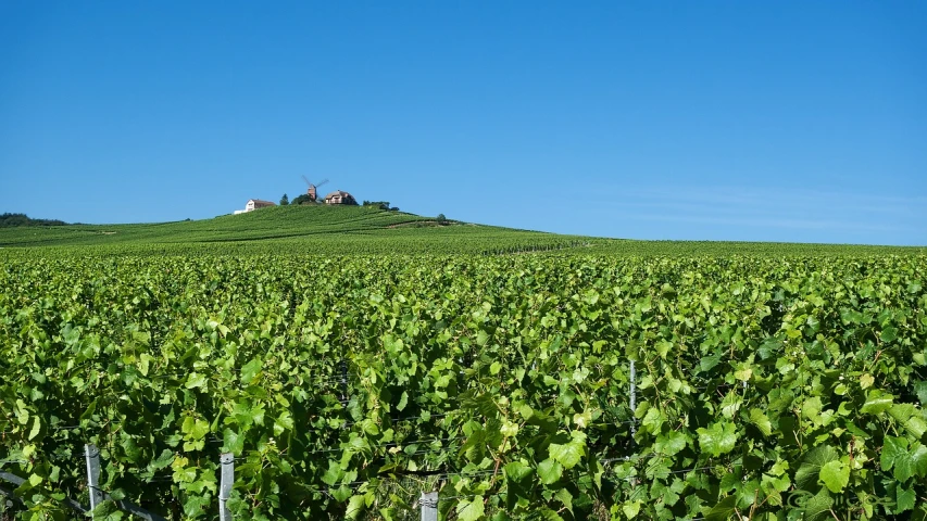 a vineyard field with a house on a hill in the background, a picture, by Karl Völker, shutterstock, pur champagne damery, taken with a pentax k1000, july 2 0 1 1, bottom - view