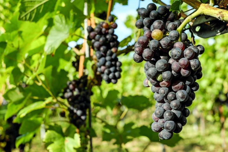 a bunch of black grapes hanging from a vine, by Karl Völker, shutterstock, 1 6 x 1 6, with fruit trees, reds, bottom angle